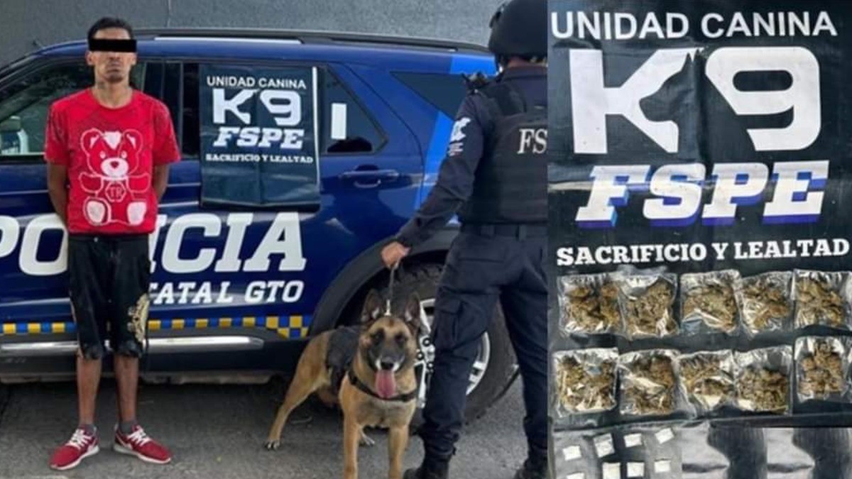 ¡Golwen y Mor, los valientes binomios caninos que limpian las calles de León y Celaya!