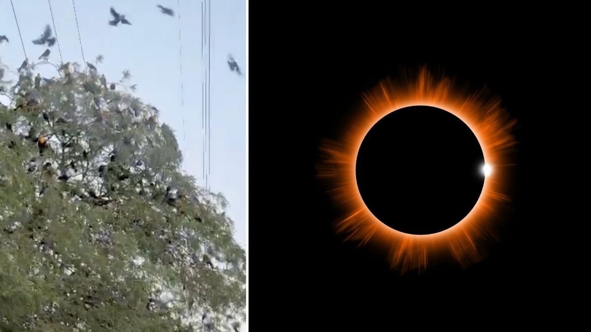 VIDEO ¡Pajaritos a dormir! Aves se acurrucan por el eclipse en los árboles de Las Torres