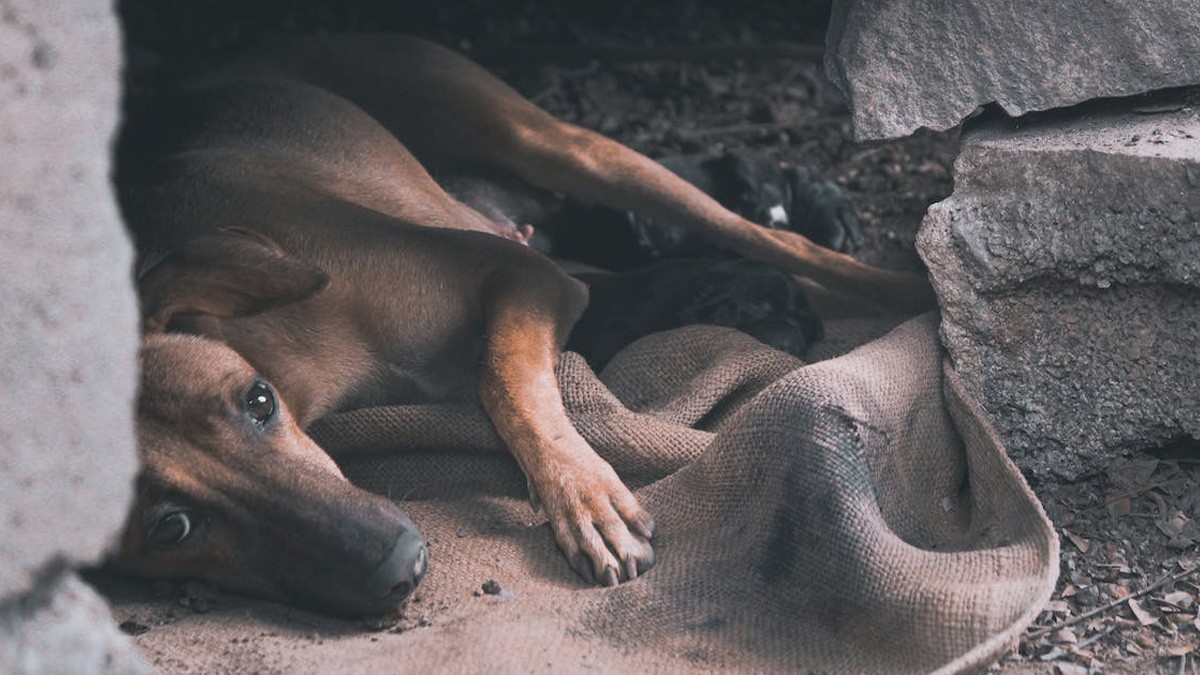 Aparecen 'lomitos' muertos en las calles; indagan envenenamiento