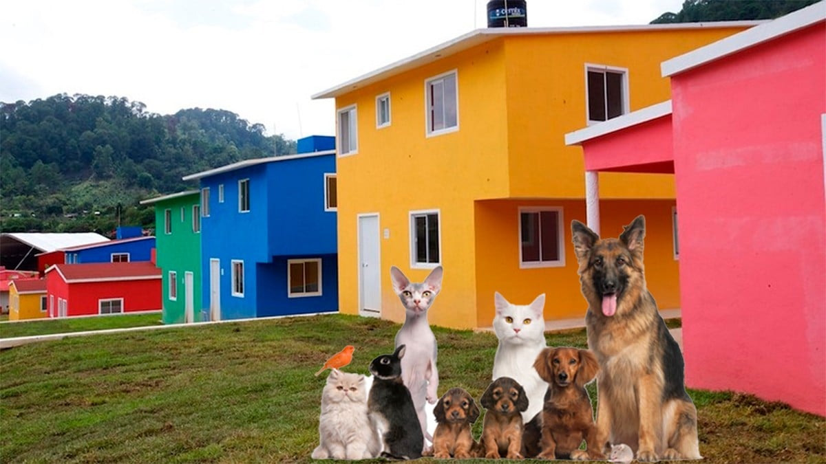 En este lugar ya no te podrán negar la renta de un lugar por tener perros o gatos