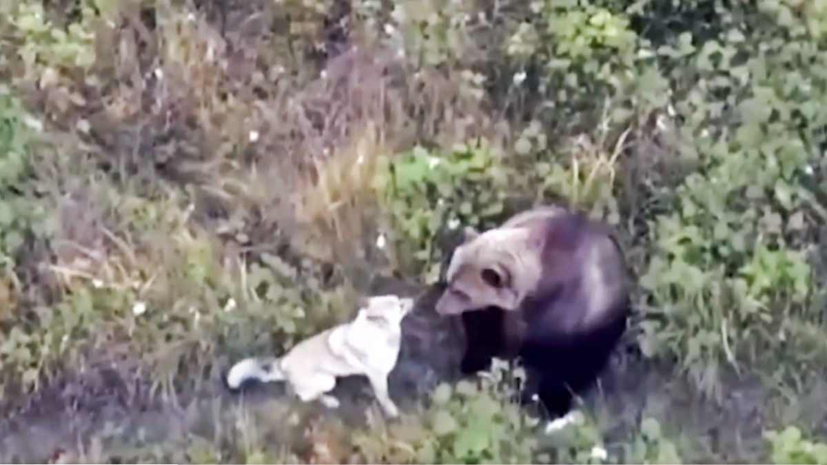 VIDEO Perro se extravía en el bosque y lo hallan jugando.. ¡con una manada de osos!
