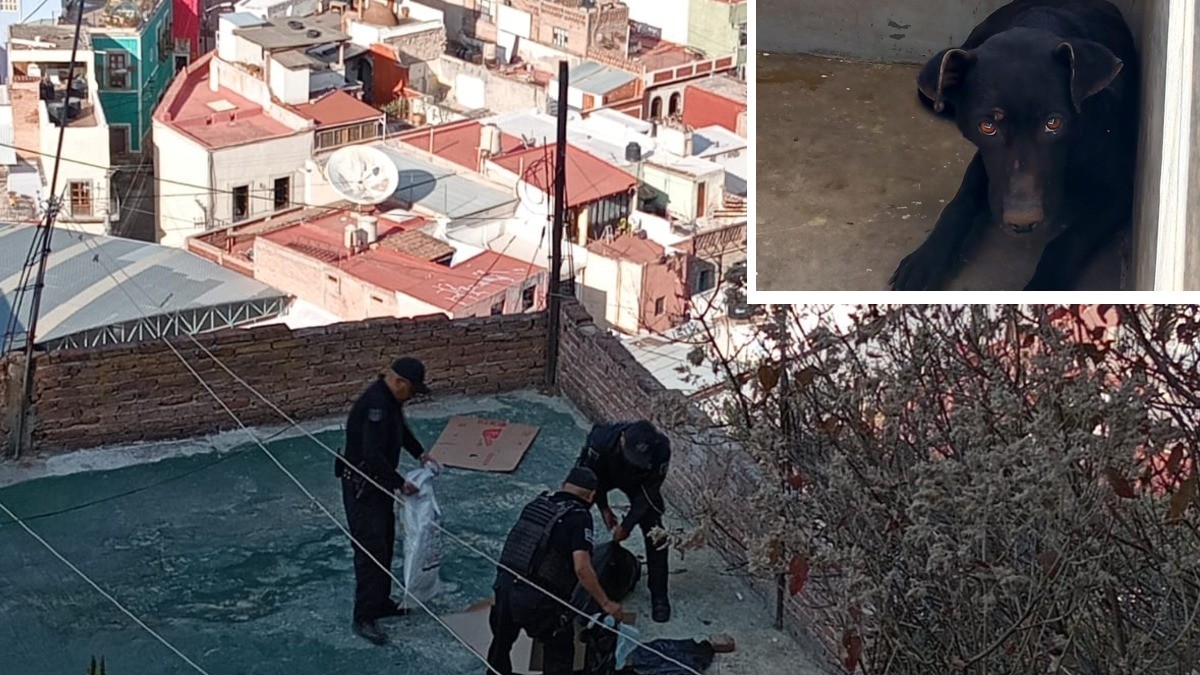 Rescatan a lomito de azotea en la capital; ¡su compañerito ya estaba muerto!