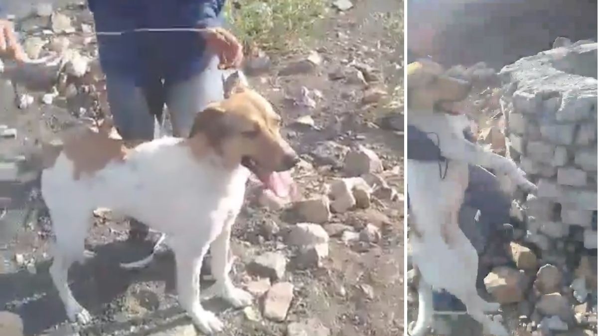 Amarran a perrita a un cable, la avientan a pozo en Brisas del Campestre y la apedrean