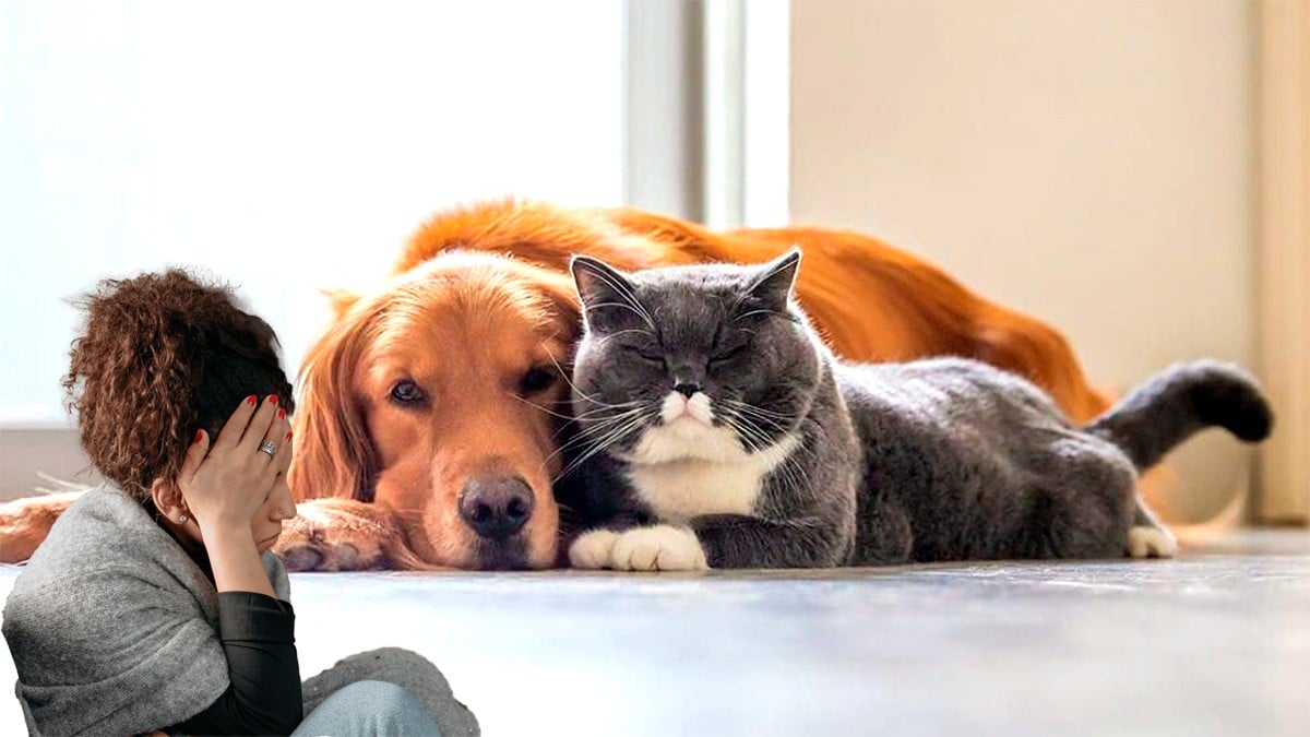 ¿Tus mascotas te pueden enfermar?, esto sabemos