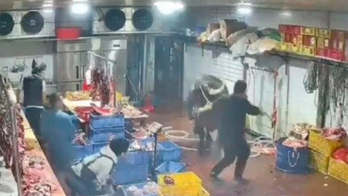 VIDEO Llevaban a una vaca al matadero, pero se soltó y todo se salió de control