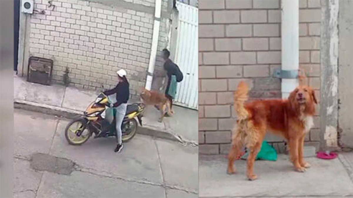 VIDEO Graban a pareja que amarra a perrito a un tubo y lo abandonan sin piedad
