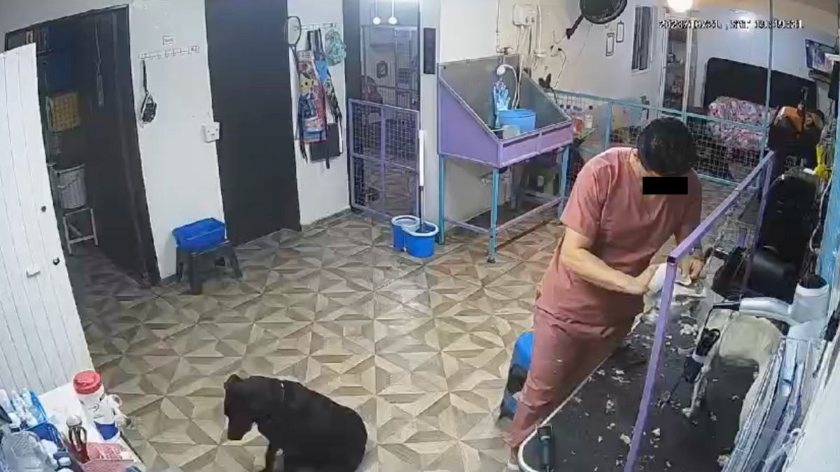 Ya trabaja Municipio en acciones contra hombre que golpeó a perrito en estética canina