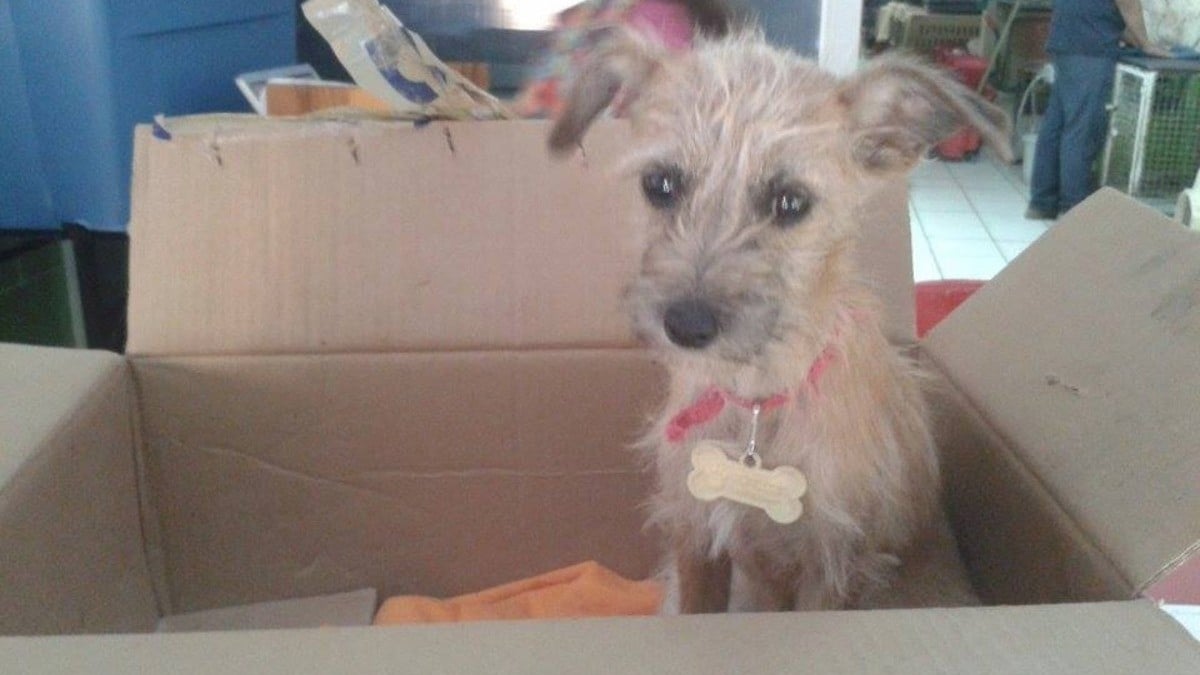 Multas no bajan maltrato animal, serviría más remisión con servicio comunitario: Animare