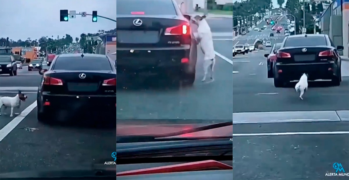 VIDEO Abandonan a perrito en medio de la avenida y este los persigue por cuadras