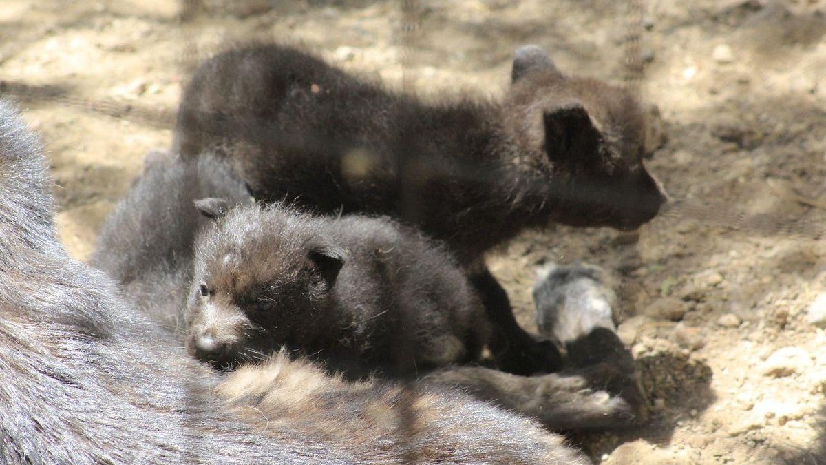 ¡La familia crece! Nacen lobeznos en el Zooleón