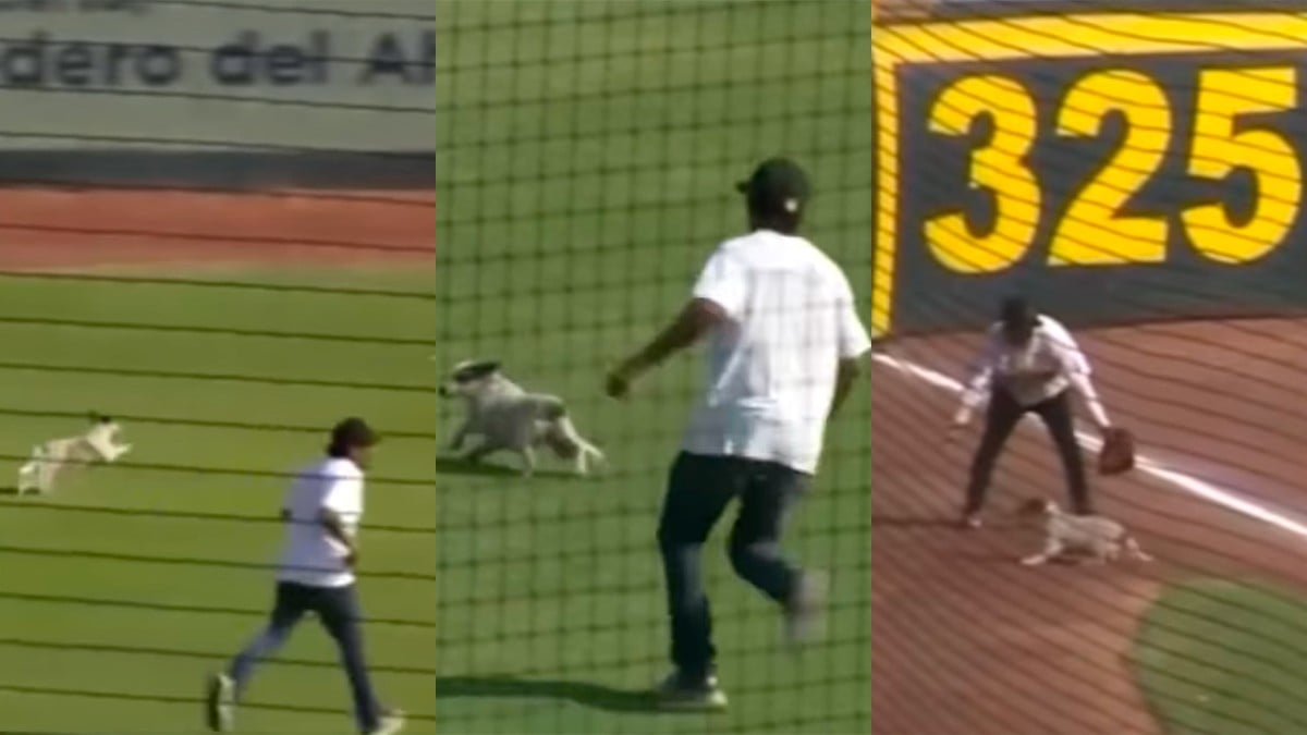 VIDEO Perrito interrumpió partido de los Bravos de León y Pericos de Puebla