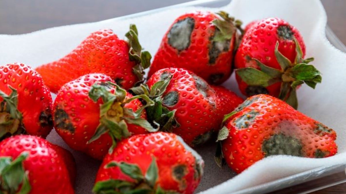 ¿Le salió moho a tus frutas y verduras? Cortar no es suficiente porque te puede pasar esto