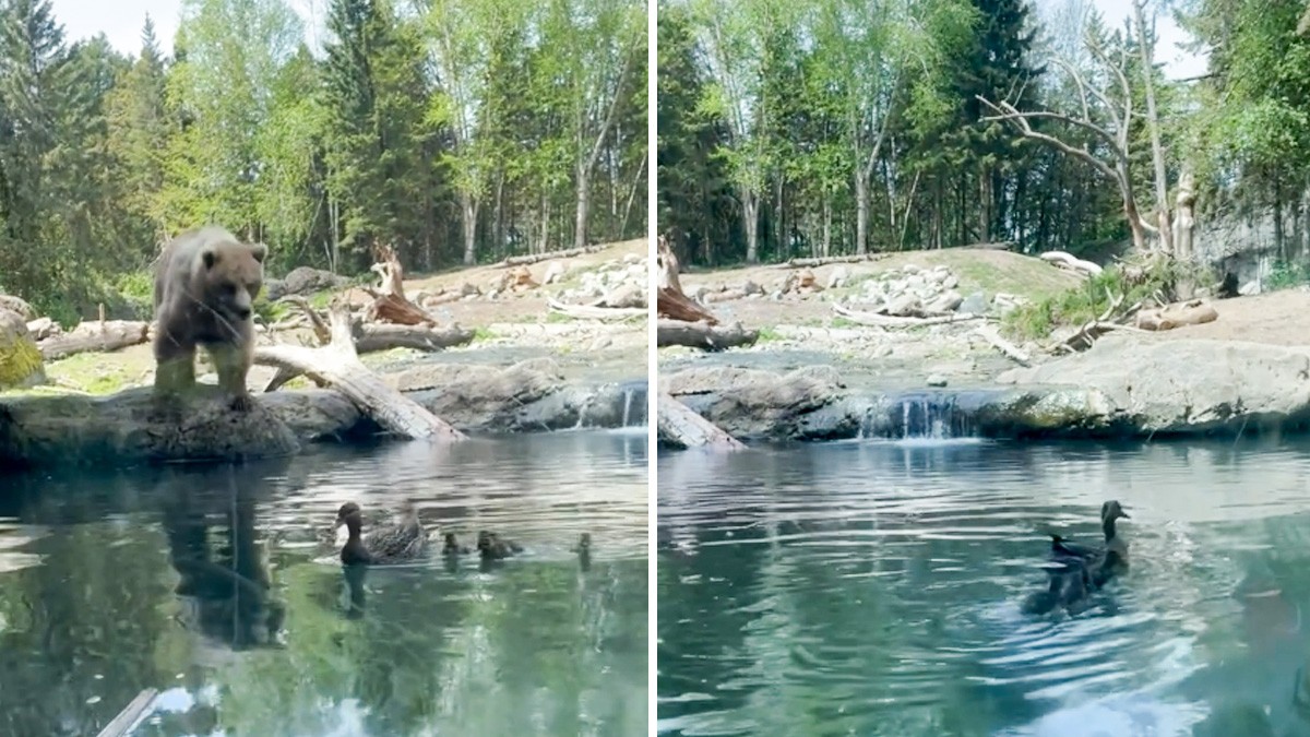 VIDEO ¿Traumados? Niños observan como oso devora a familia de patos en el zoológico