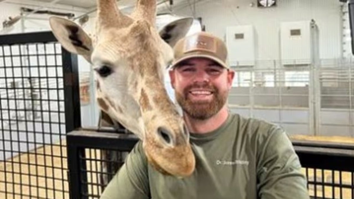 VIDEO Quiropráctico ajusta el cuello de una jirafa y la reacción de ella se vuelve viral