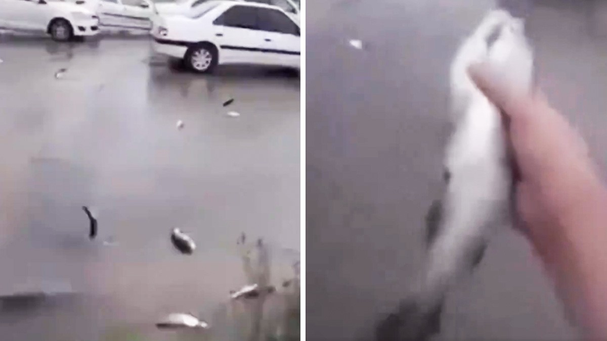 VIDEO Captan lluvia de peces, ¿pero por qué pasó?