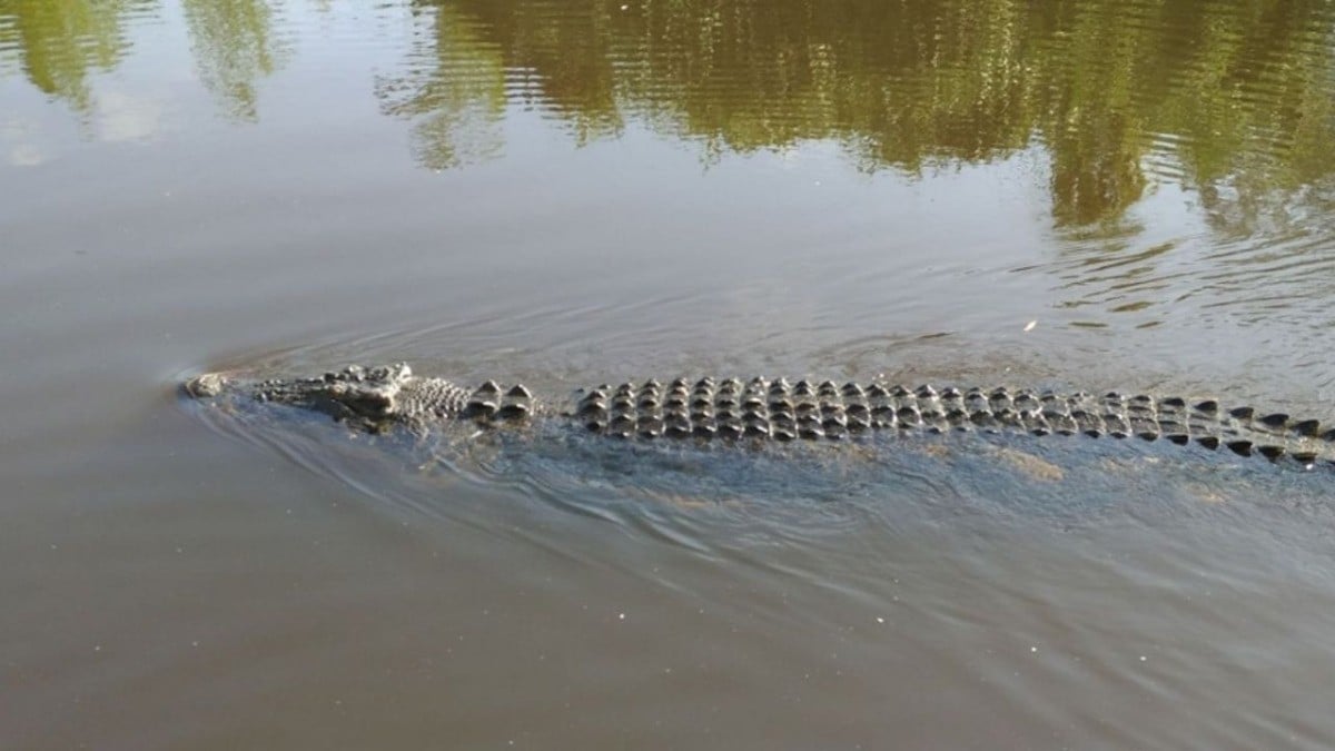 Mujer pelea con su esposo y lanza a hijo con discapacidad a lago infestado de cocodrilos