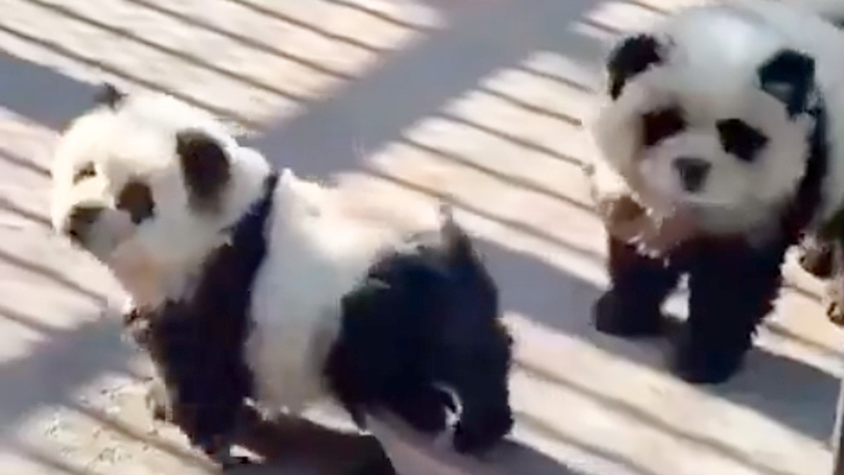 VIDEO ¿Pandas enanos? No, zoológico pinta a perros para hacerse pasar por osos