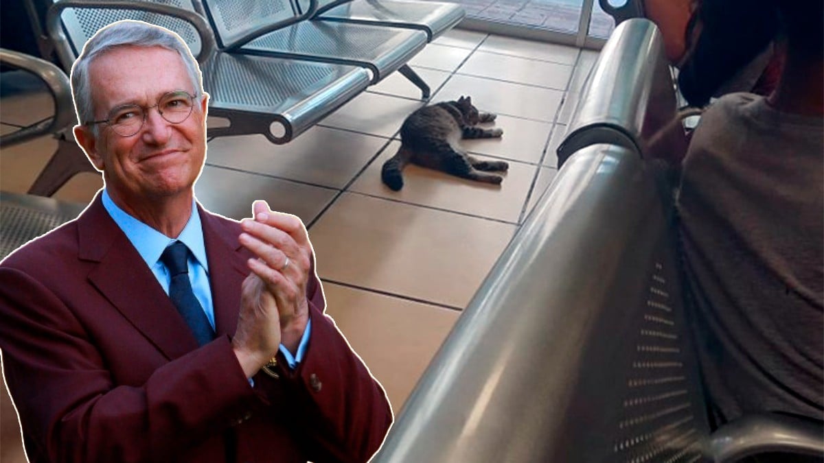 “Lo que dañe lo pago yo“, dice Ricardo Salinas por gatito que se refugia en un Elektra