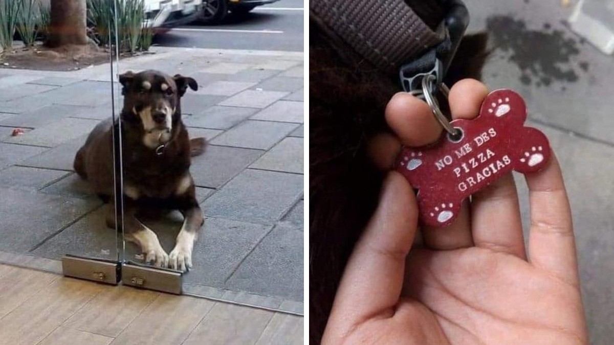 'No me des pizza, gracias': Perrito se hacía pasar por callejero para obtener comida gratis