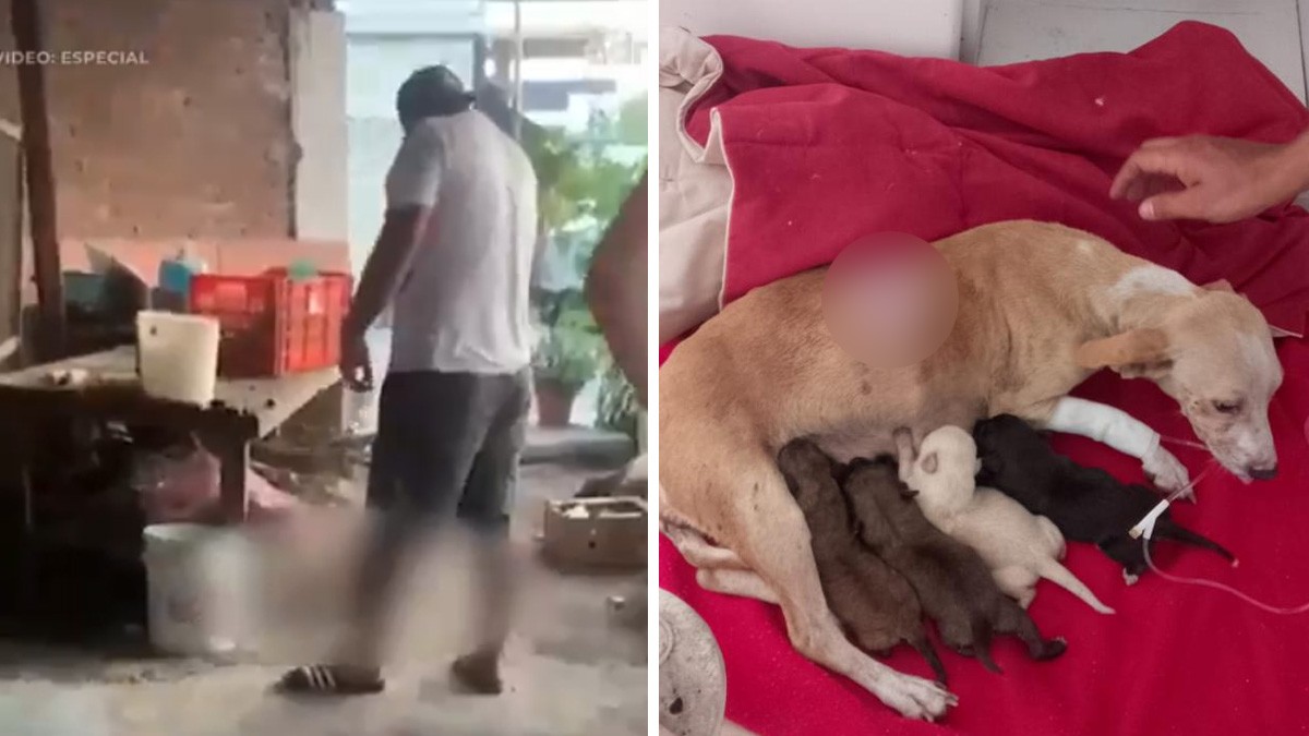 VIDEO ¡Desalmado! Hombre clava varilla a perrita mientras alimentaba a sus cachorros