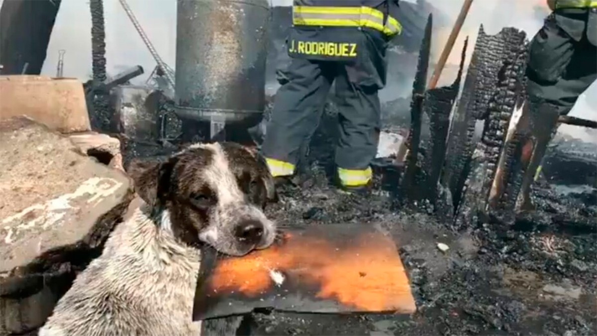 VIDEO Redes reviven el tierno momento de un perrito llorando por su casa quemada