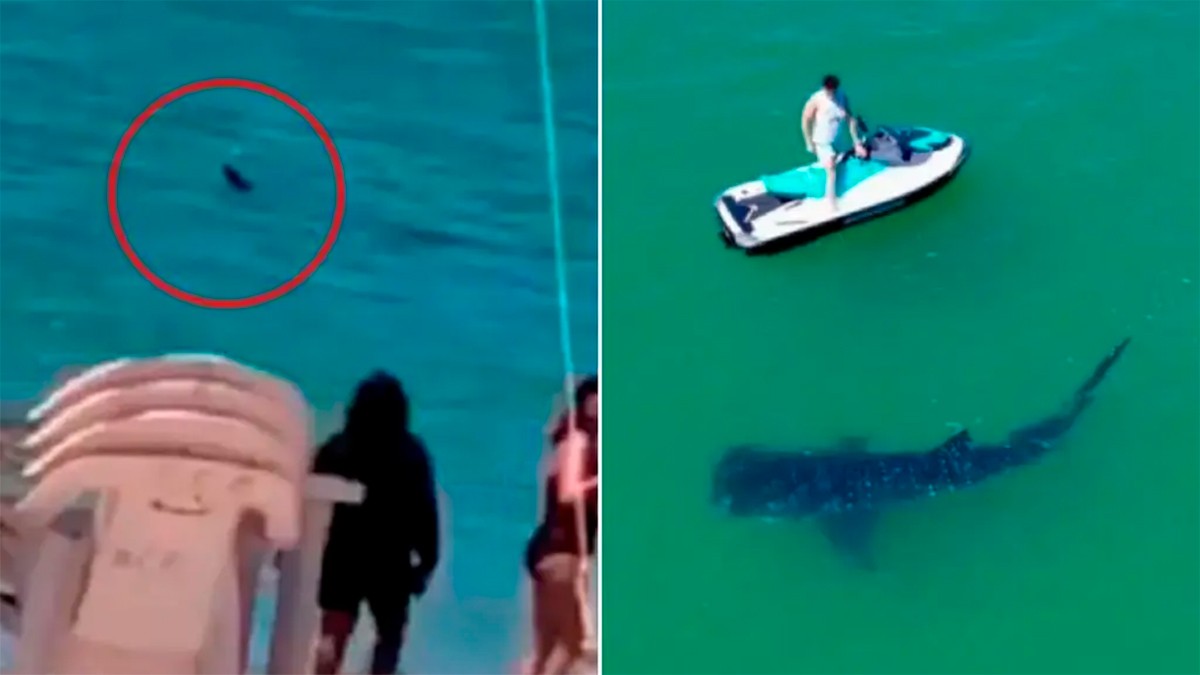 VIDEOS Causa conmoción avistamiento de un tiburón en playas de Sonora