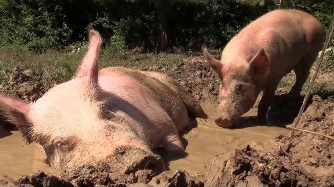 Abuelito iba a darle de comer a sus puercos y uno se puso agresivo y lo mató