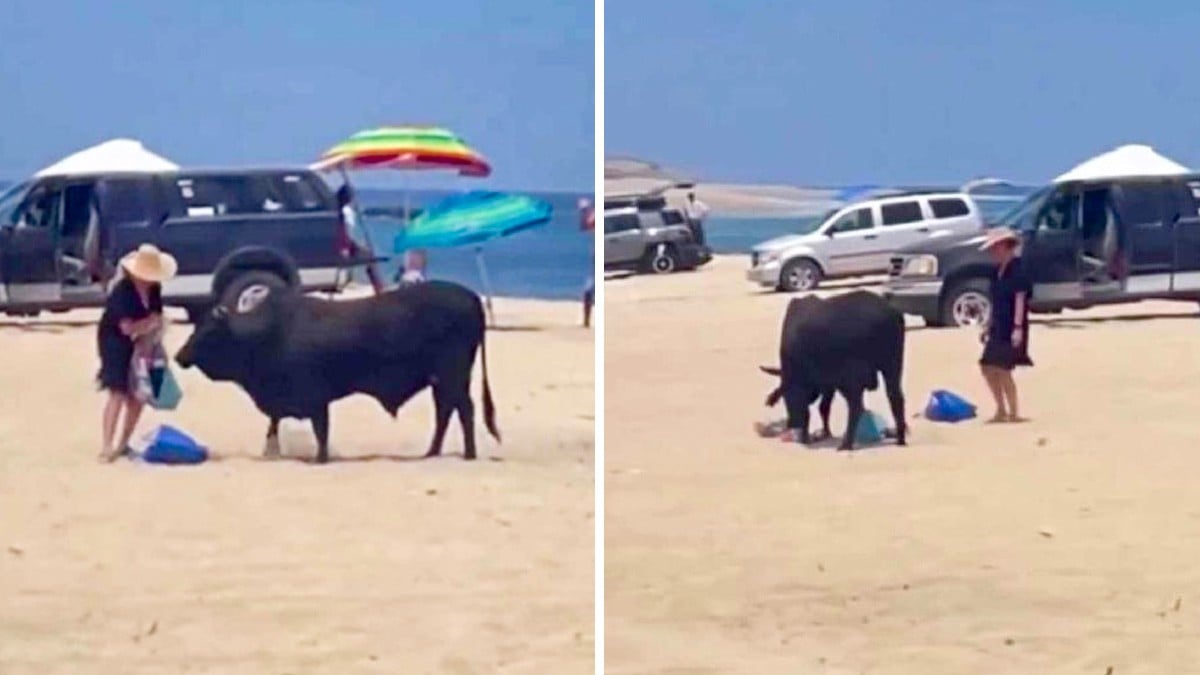 VIDEO Captan a toro mientras embiste a una mujer en las playas de Los Cabos