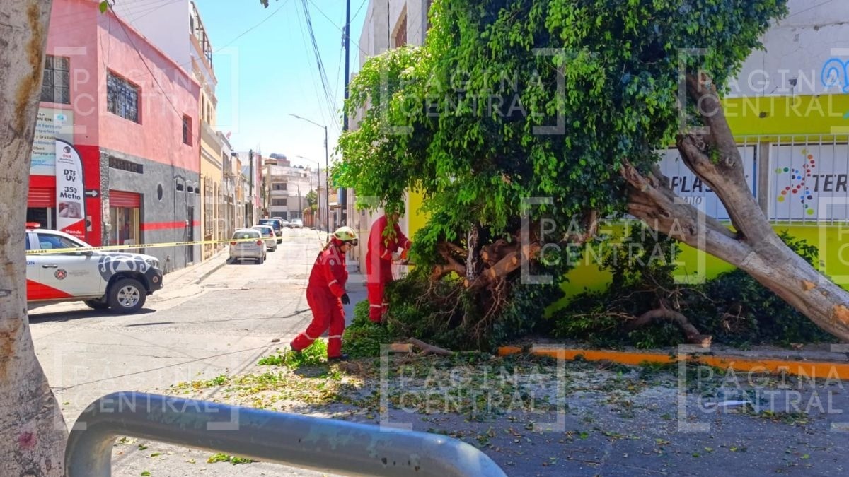 Camión refresquero tumbó árbol en el Centro por esquivar a un peatón que se le atravesó