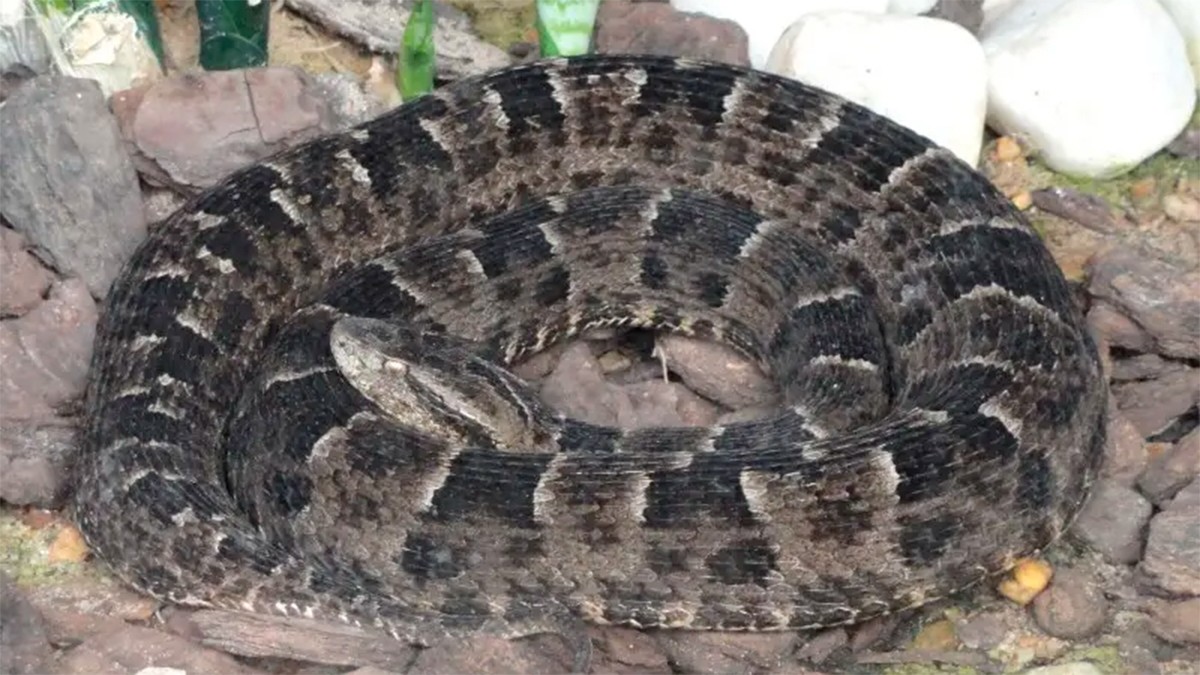 Madre e hijo son mordidos por una serpiente venenosa en una iglesia, la mujer murió