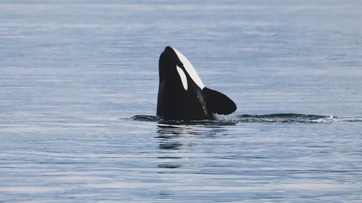 Orcas 'Gladis' atacan de nuevo: hunden otro barco en el océano Atlántico