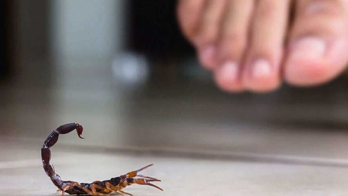 Estas son las plagas que se propagan con el calor; te digo cómo prevenirlas