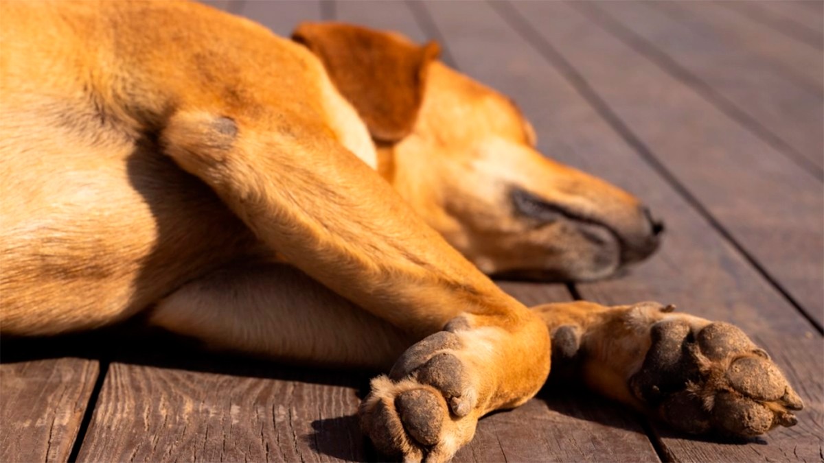 Causa indignación caso de maltrato animal, un hombre quemó a perrita con agua hirviendo