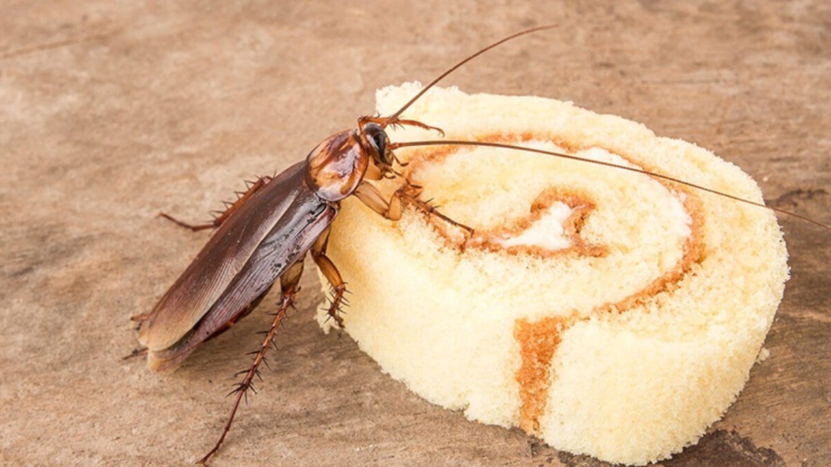 Usa este eficaz truco para eliminar las cucarachas en casa
