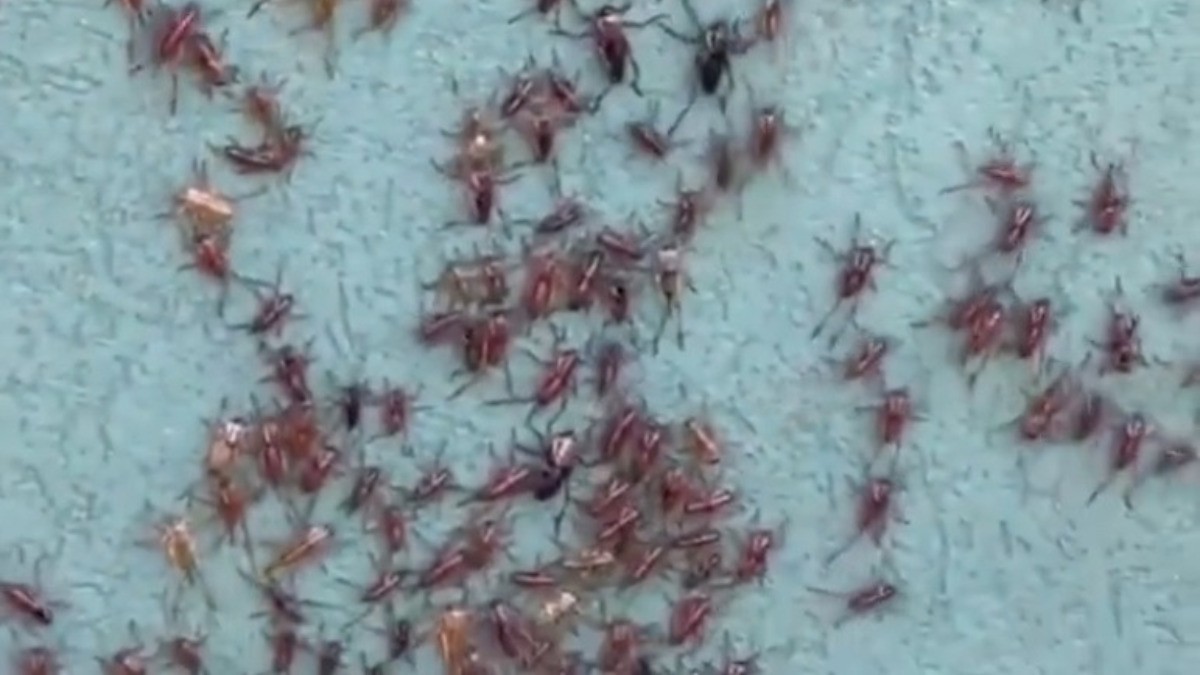 VIDEO Invasión de grillos caníbales provocan caos en este lugar