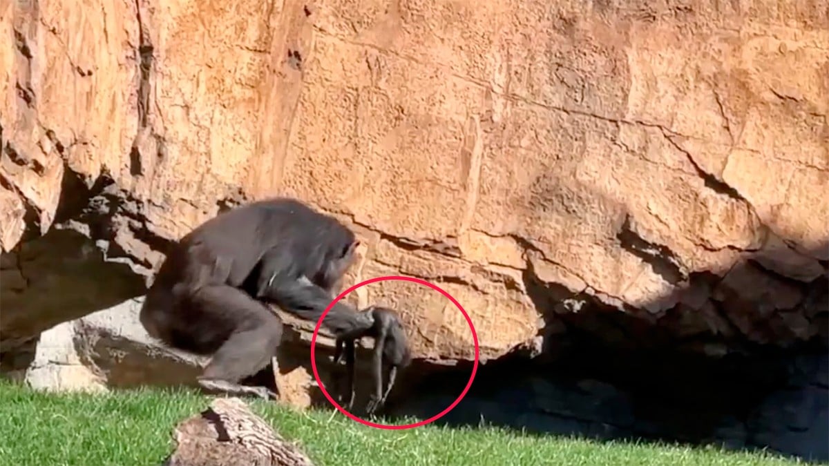 Chimpancé en duelo lleva tres meses cargando a su cría muerta