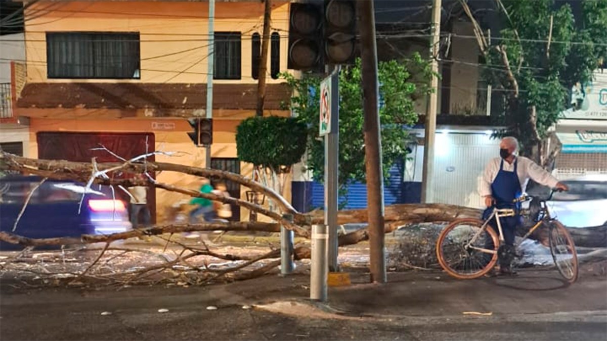 Ráfagas de viento en León provocan caída de árboles y cierres viales