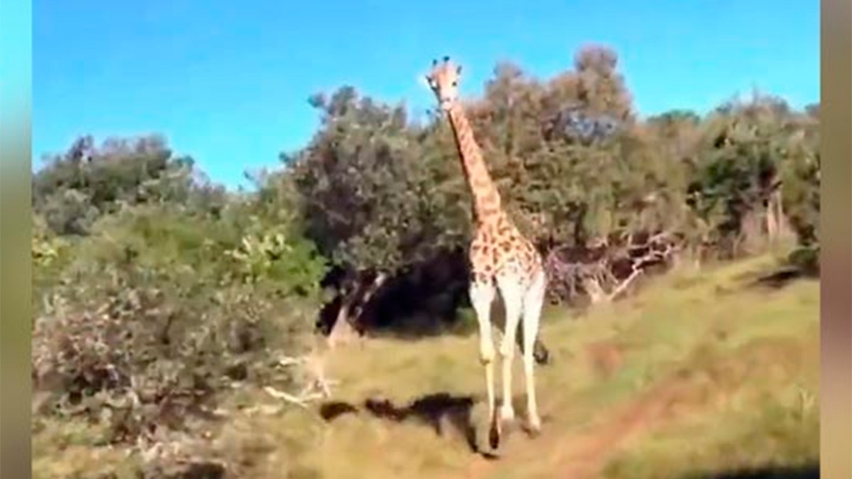 VIDEO Graban turistas a jirafa persiguiéndolos al estilo ‘Jurassic Park’