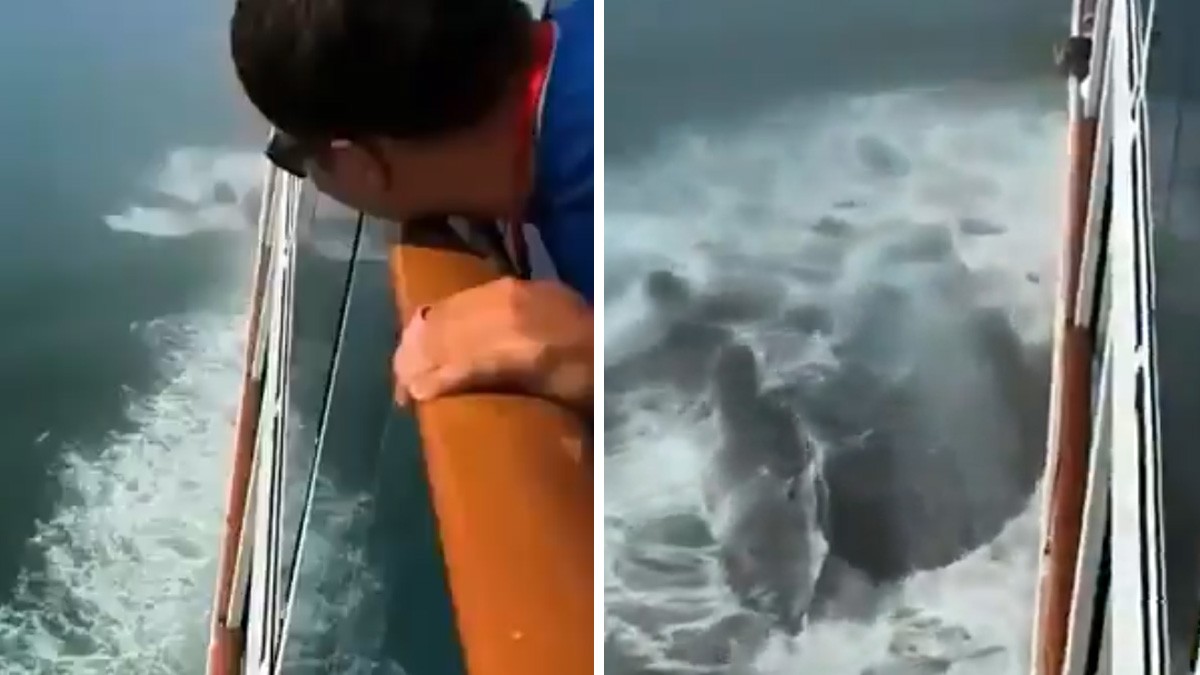 VIDEO ¿Qué es eso? Captan extraña criatura gigante y con escamas emergiendo del mar