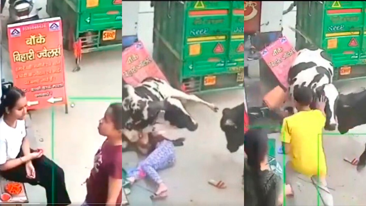 VIDEO Dos vacas que peleaban caen sobre dos niñas que platicaban en la calle