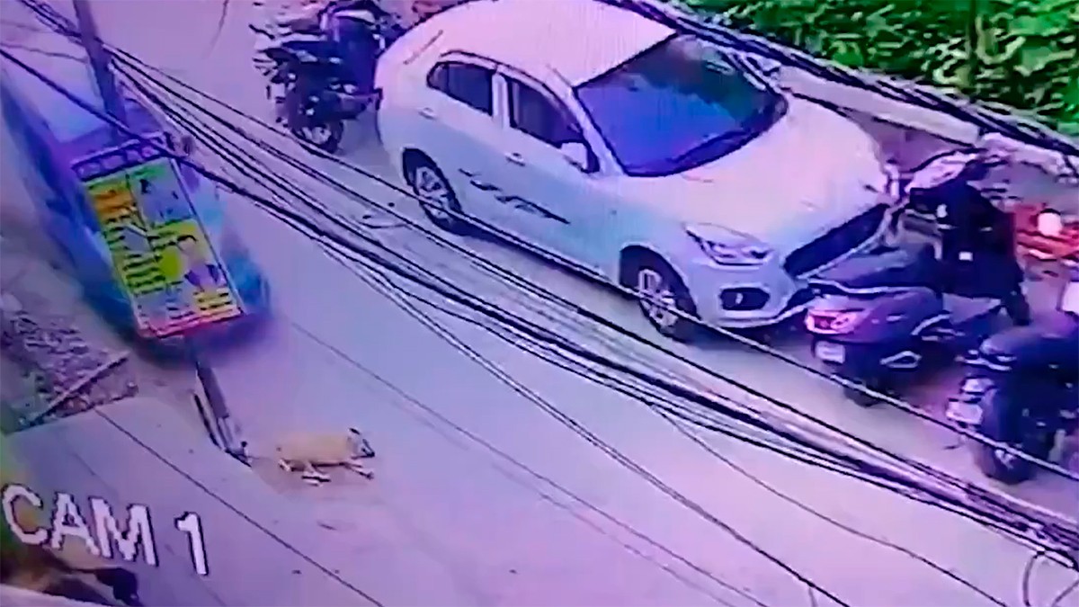 VIDEO Graban cómo hombre atropella a perrito que dormía en la calle
