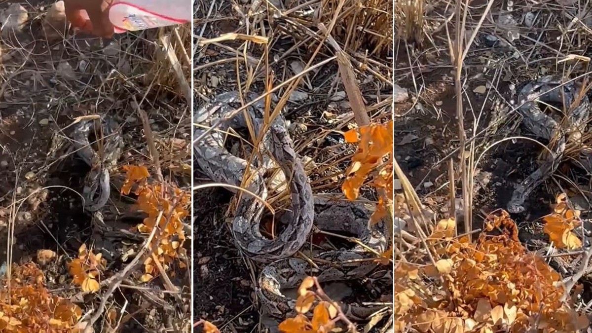 “¡Trae más agua, está sedienta!”, se encuentran a boa en baldío y sorprende su reacción
