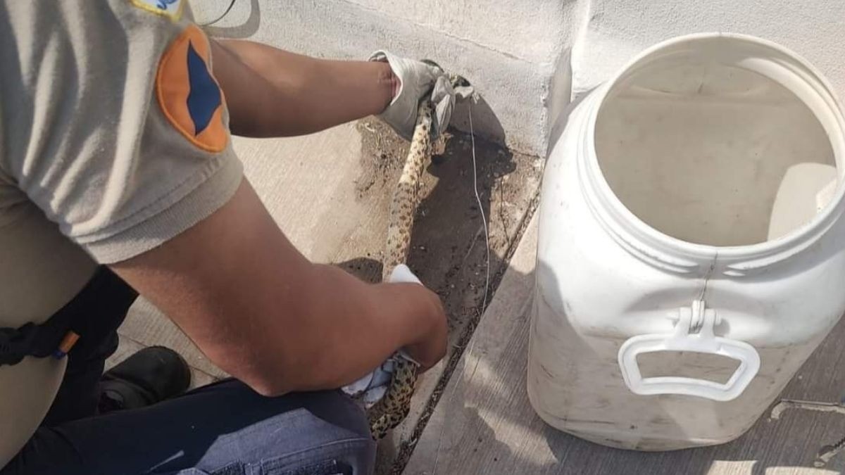 Serpiente alicante asusta a familia en su casa en Héroes de León