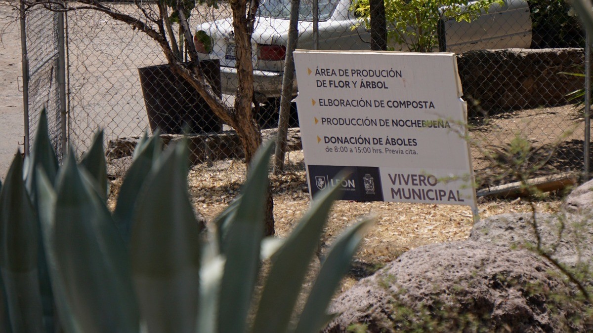 ¿Con el calor te nació lo ambientalista?, así puedes solicitar un árbol para plantarlo en casa