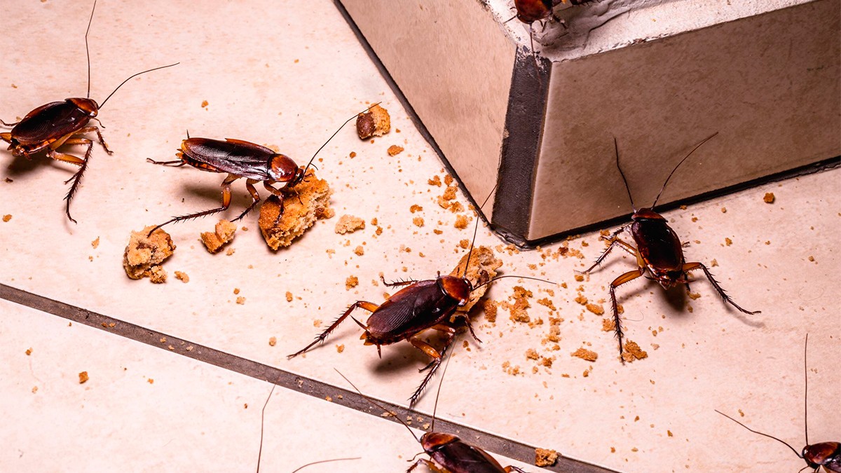 ¿Súper cucaracha mexicana de 15 centímetros? Así puedes evitar esta plaga en tu casa