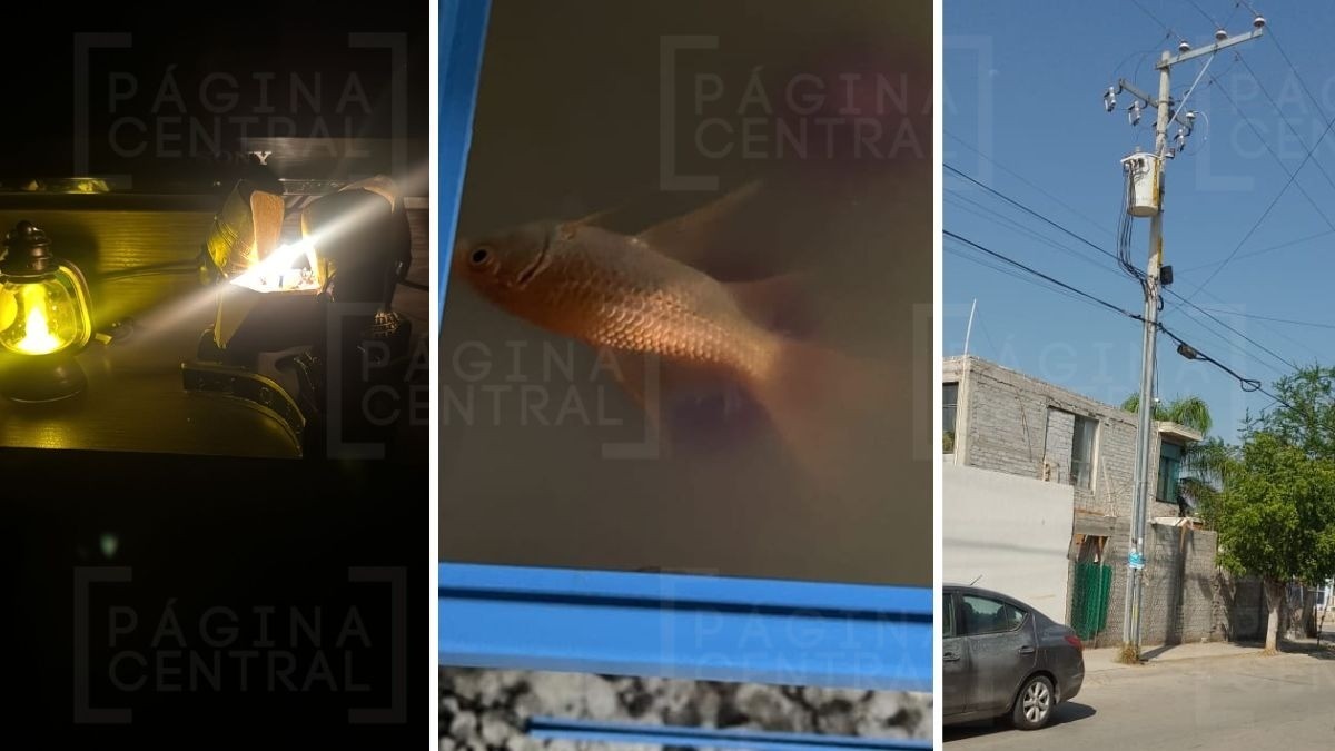 En esta colonia llevan 40 horas sin luz; su comida se echó a perder y murieron sus peces
