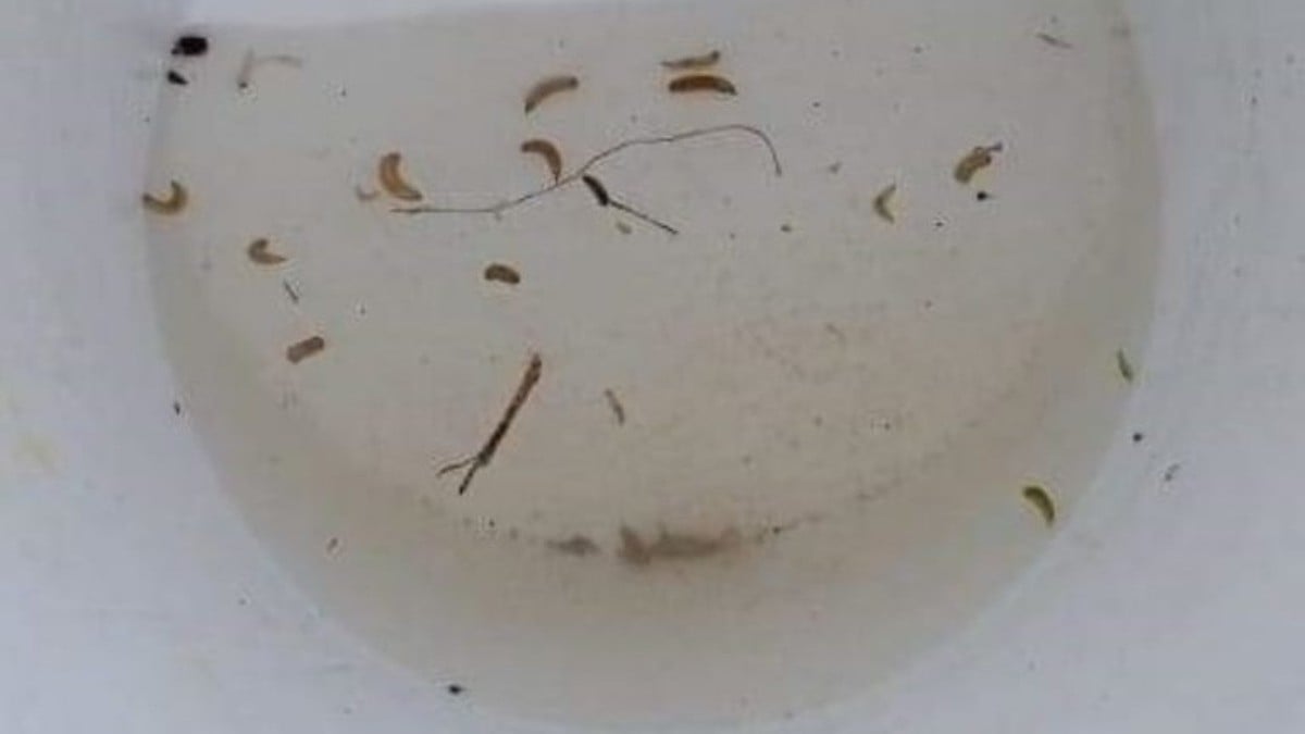 Ciudadanos reportan que salen gusanos por la llave del agua y esto se sabe