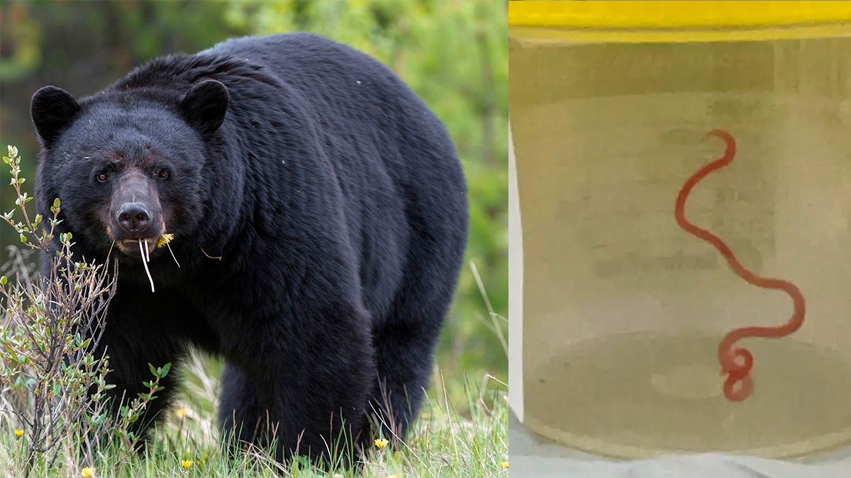 Seis miembros de una familia comen carne de oso y ahora les detectan gusanos en el cerebro