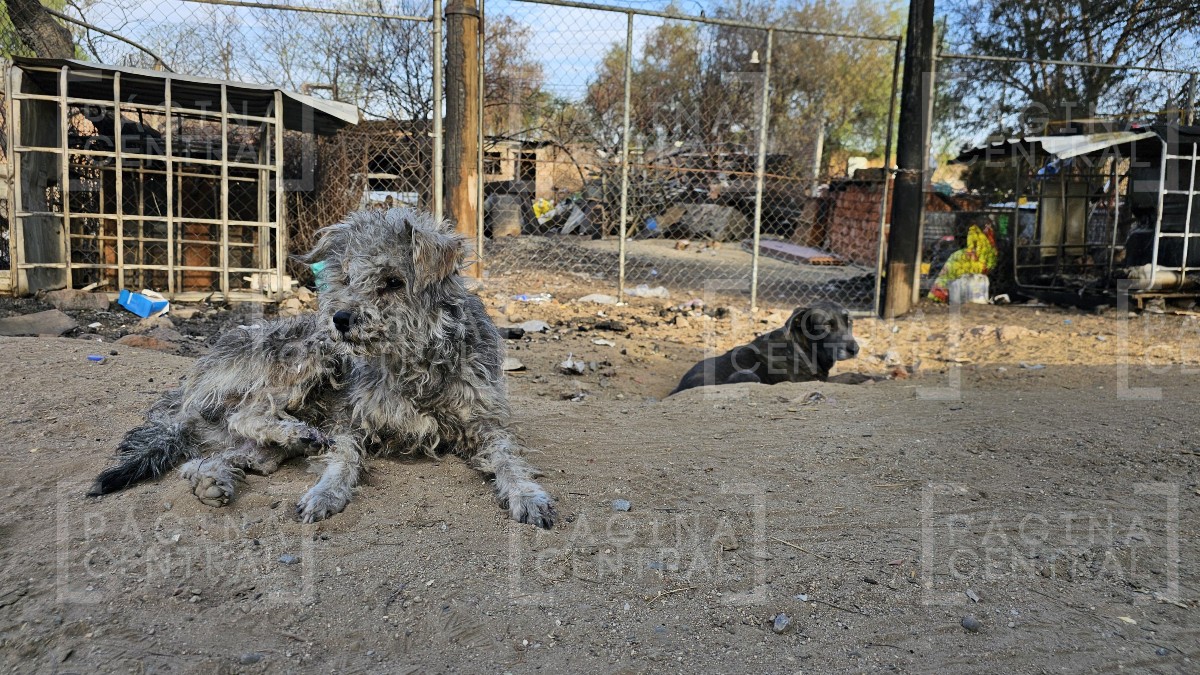 Se incendia albergue de perros y 19 mueren calcinados; muchos más quedan en la calle