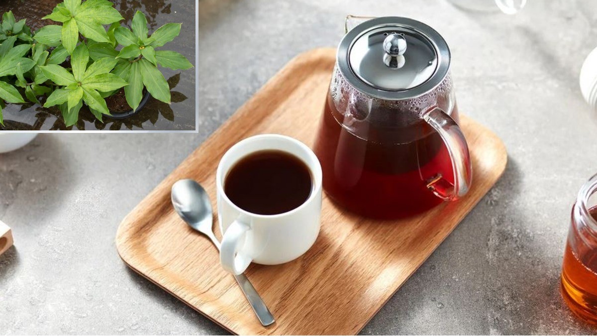 Esta planta es una opción natural para controlar la diabetes